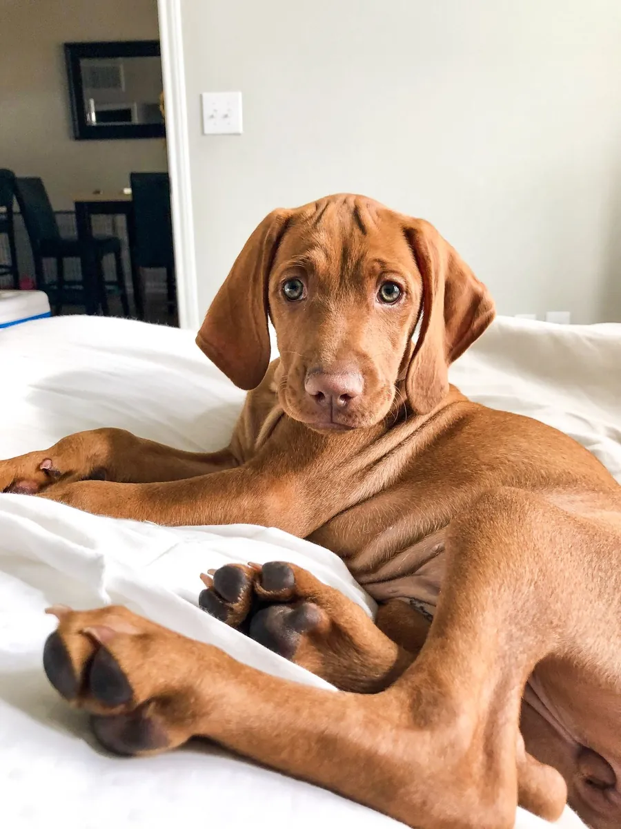 Vizsla à vendre | Sociable et énergique | Convient aux personnes ayant un mode de vie actif