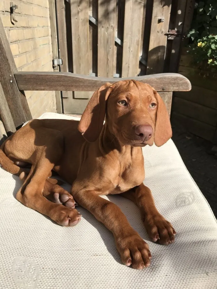 Vizsla à vendre | Sociable et énergique | Convient aux personnes ayant un mode de vie actif