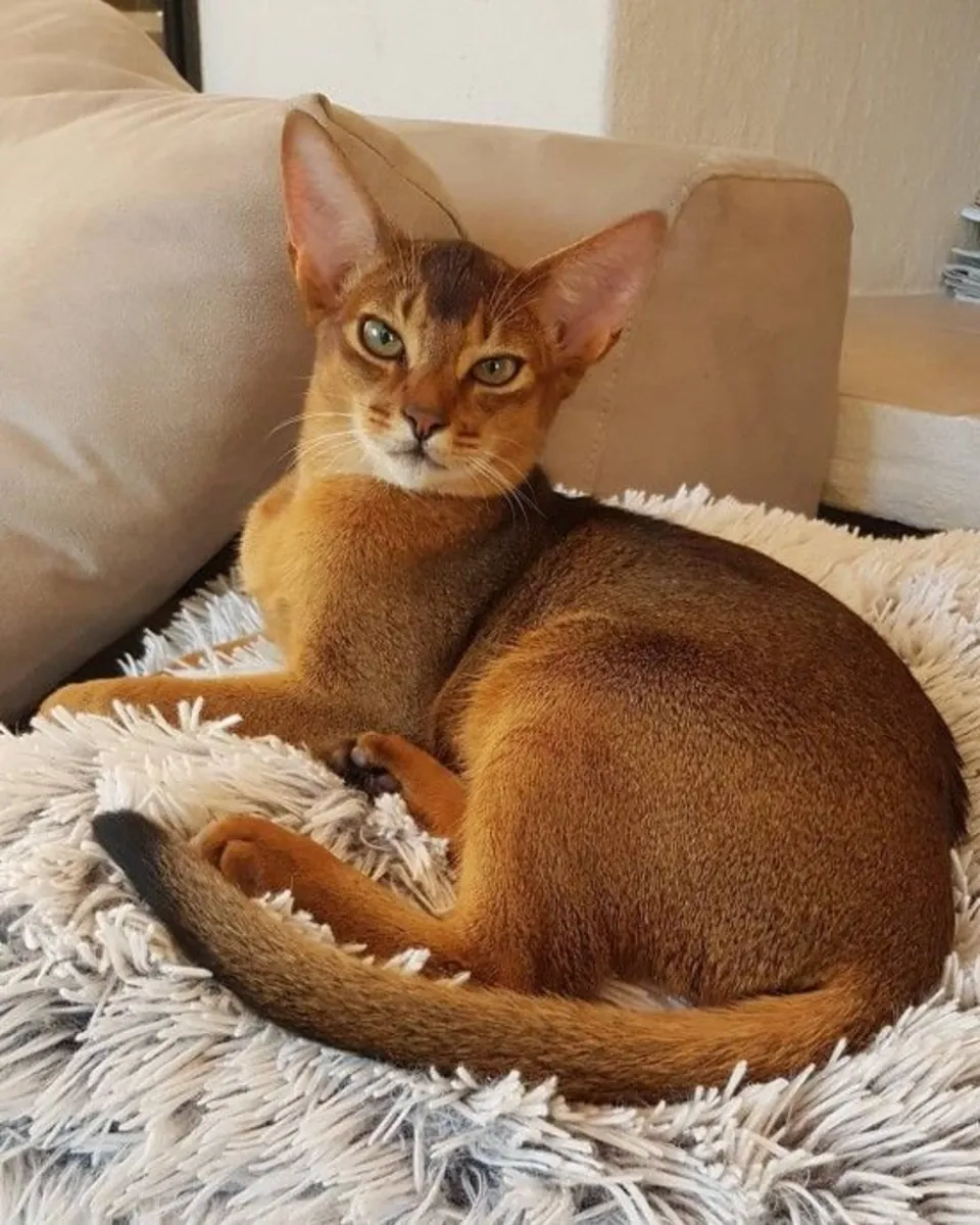 Abyssin à vendre | Très curieux, intelligent | Toujours à vos côtés à la maison