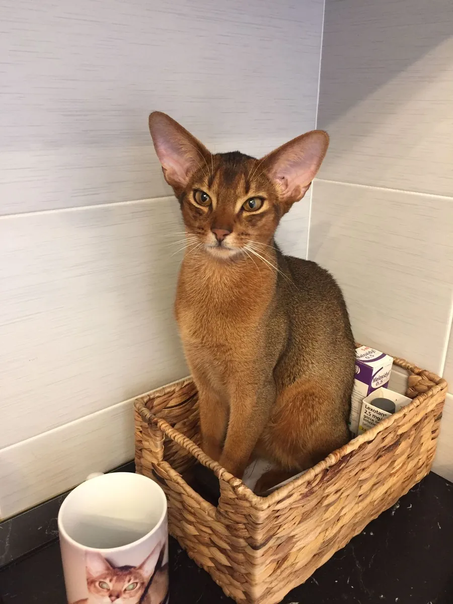 Abyssin à vendre | Très curieux, intelligent | Toujours à vos côtés à la maison