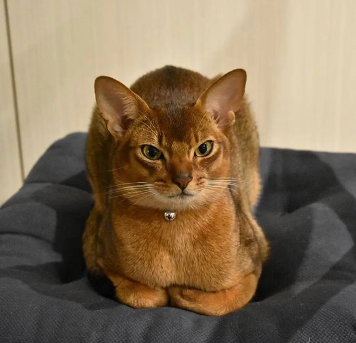 Abyssin à vendre | Très curieux, intelligent | Toujours à vos côtés à la maison