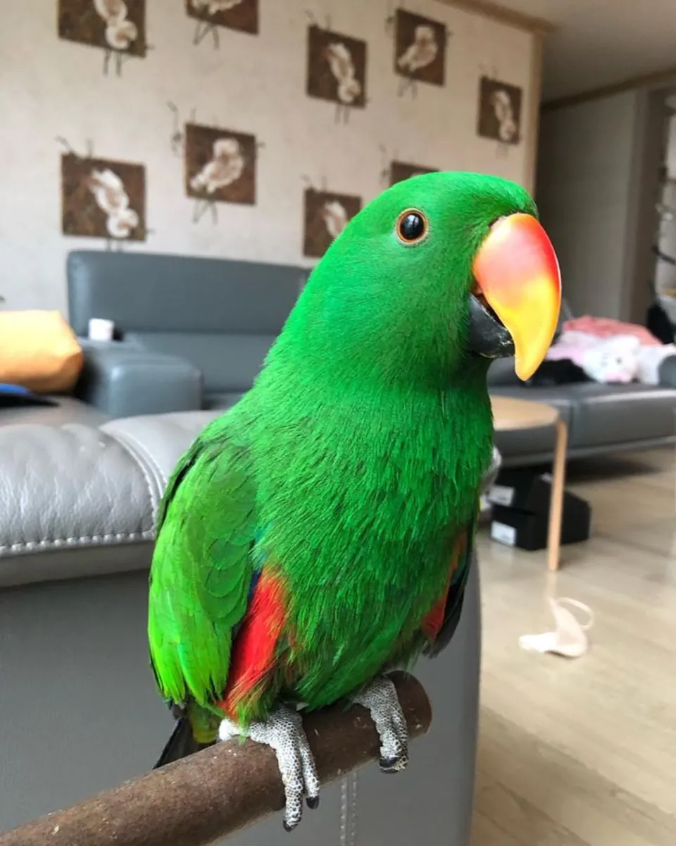 Perroquet éclectus perdu | Couleur verte | Toute personne l'apercevant est priée de le signaler.