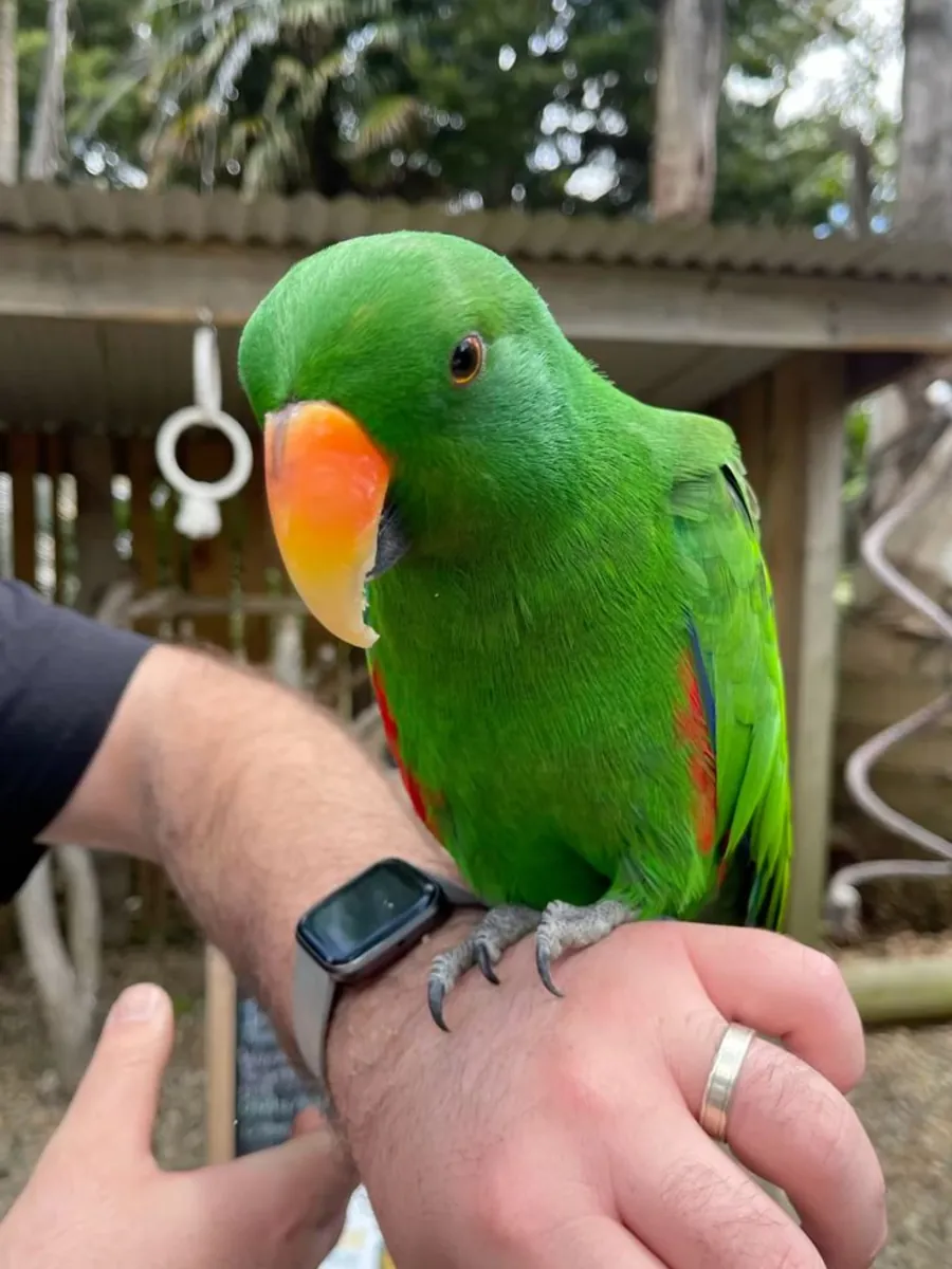 Perroquet éclectus perdu | Couleur verte | Toute personne l'apercevant est priée de le signaler.