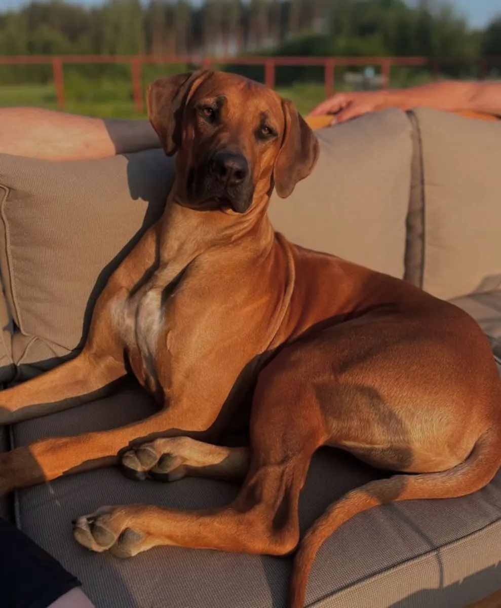 Élevage de Rhodesian Ridgeback | Équilibré, robuste | Uniquement des élevages conscients