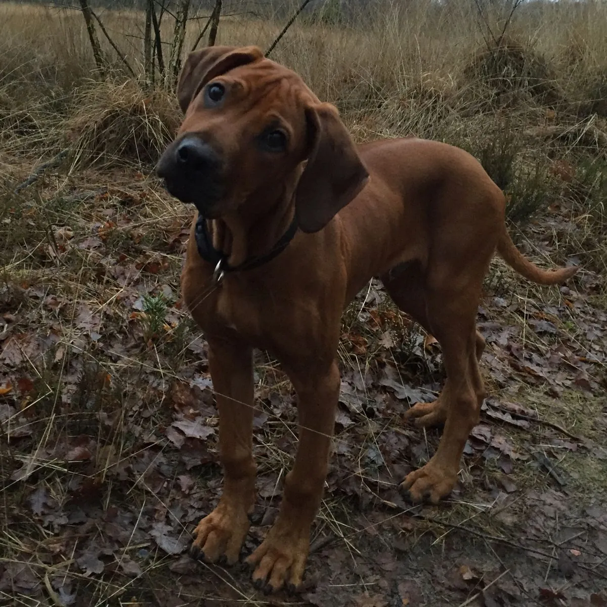 Élevage de Rhodesian Ridgeback | Équilibré, robuste | Uniquement des élevages conscients