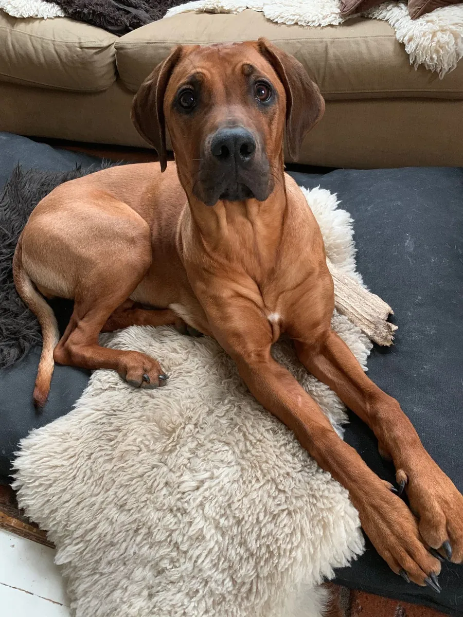 Élevage de Rhodesian Ridgeback | Équilibré, robuste | Uniquement des élevages conscients