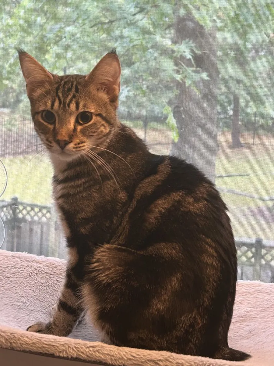 Adoption d'un Manx | Calme et bien élevé | Recherche un foyer permanent