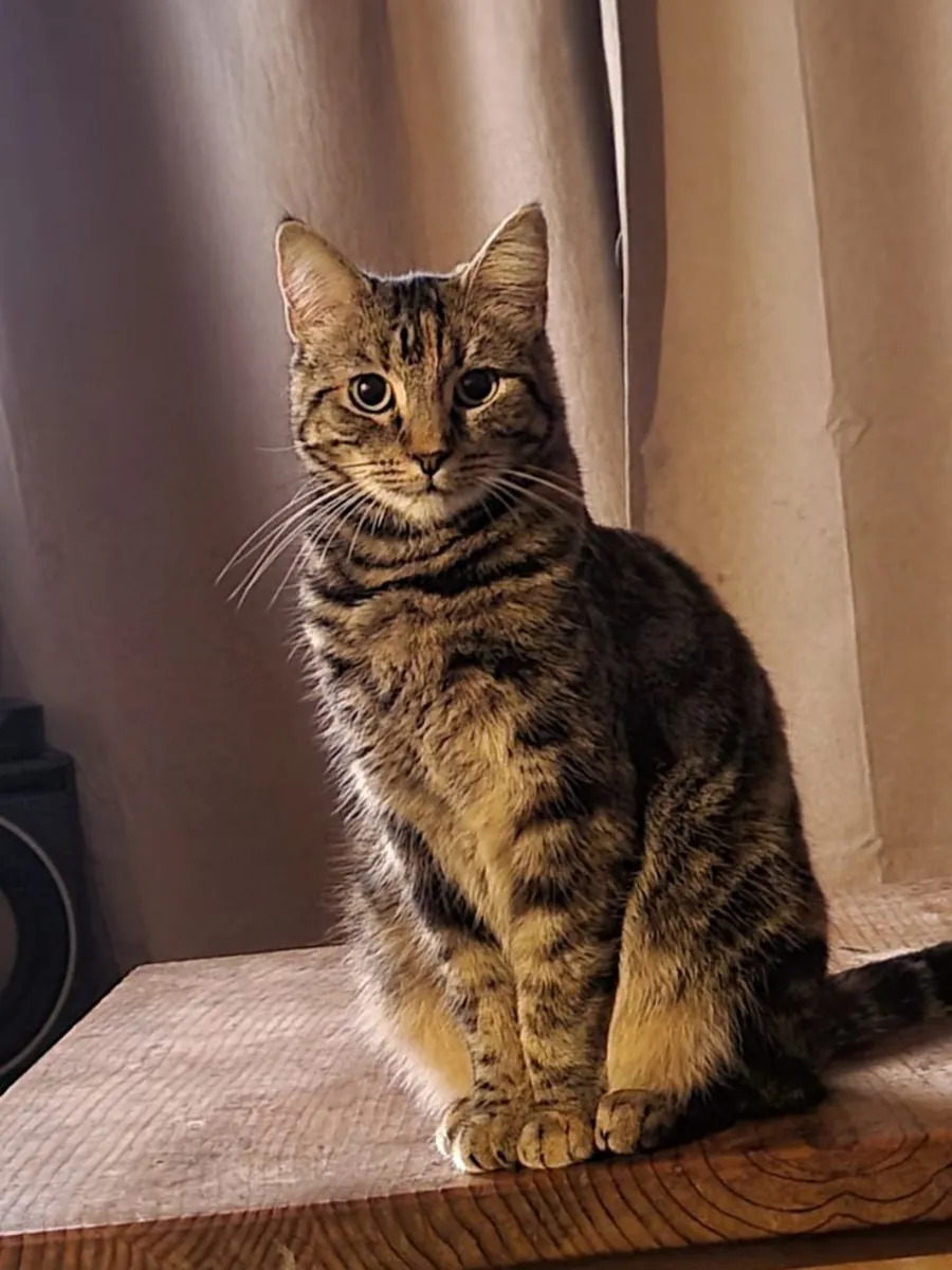 Adoption d'un Manx | Calme et bien élevé | Recherche un foyer permanent