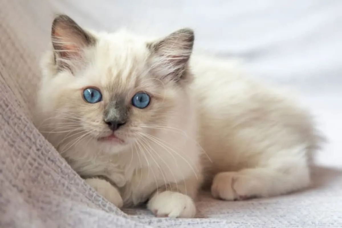 CuteCat & LovelyCat