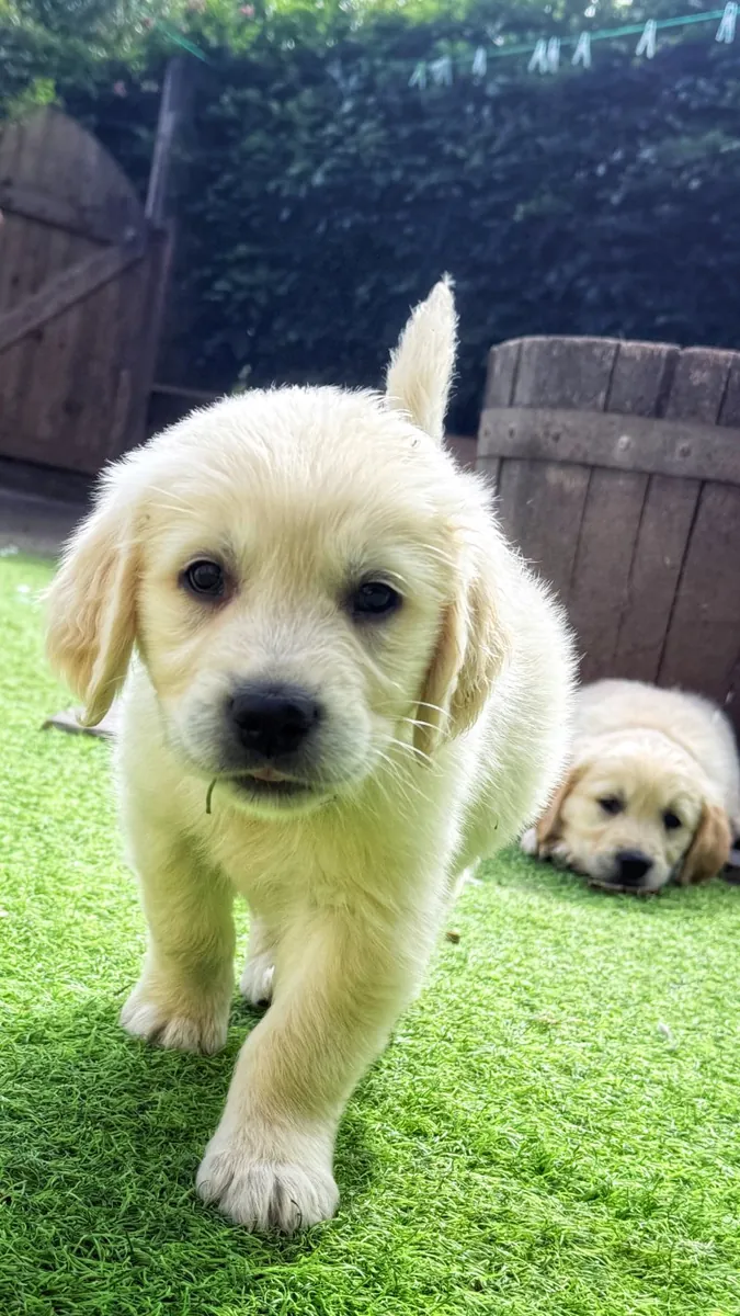 令人惊艳的AKC注册金毛寻回犬幼犬。