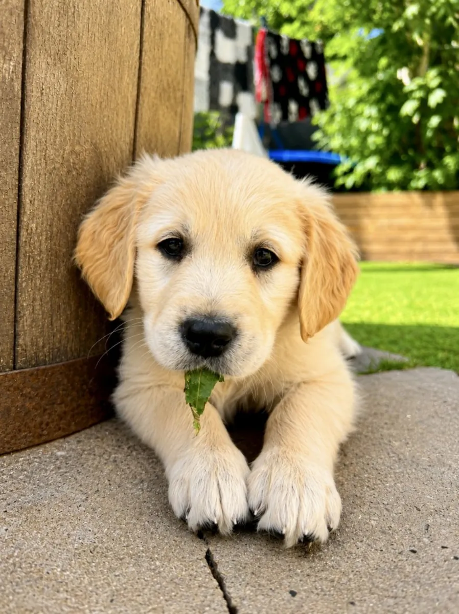 令人惊艳的AKC注册金毛寻回犬幼犬。