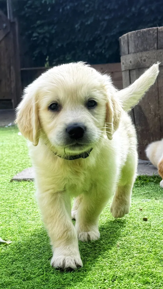 令人惊艳的AKC注册金毛寻回犬幼犬。