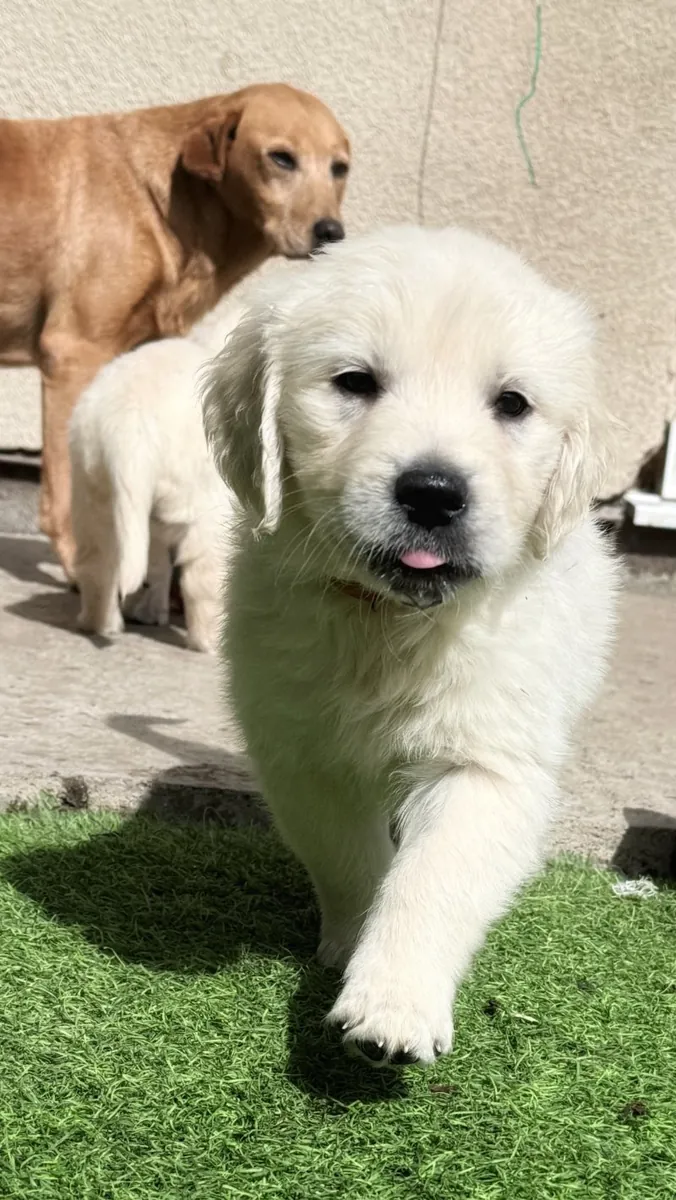 令人惊艳的AKC注册金毛寻回犬幼犬。