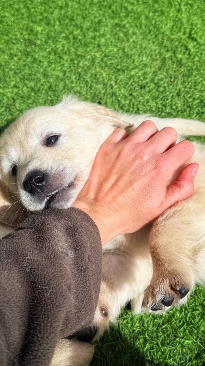 令人惊艳的AKC注册金毛寻回犬幼犬。