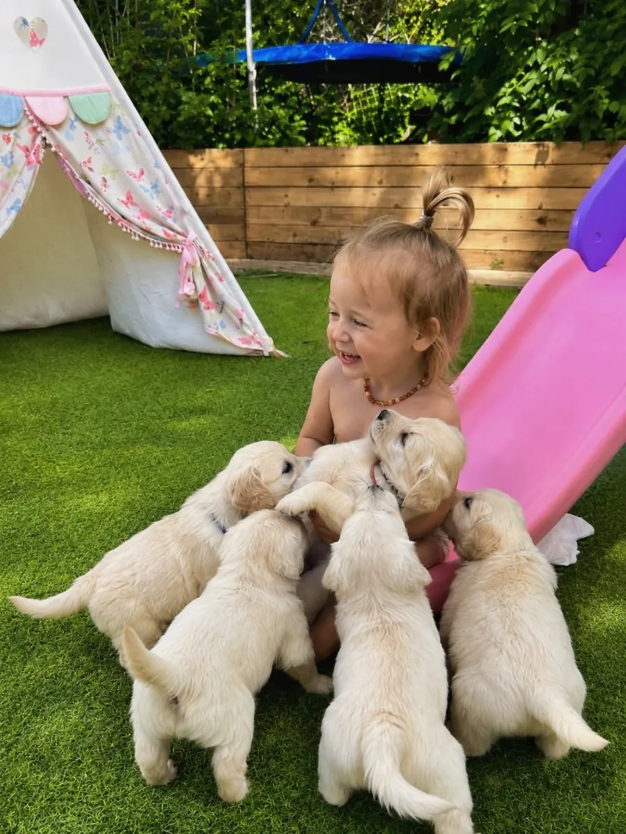 令人惊艳的AKC注册金毛寻回犬幼犬。