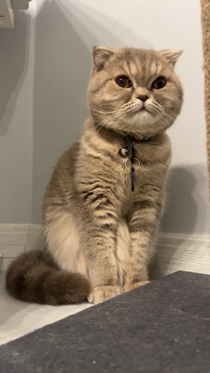 послушная кошка