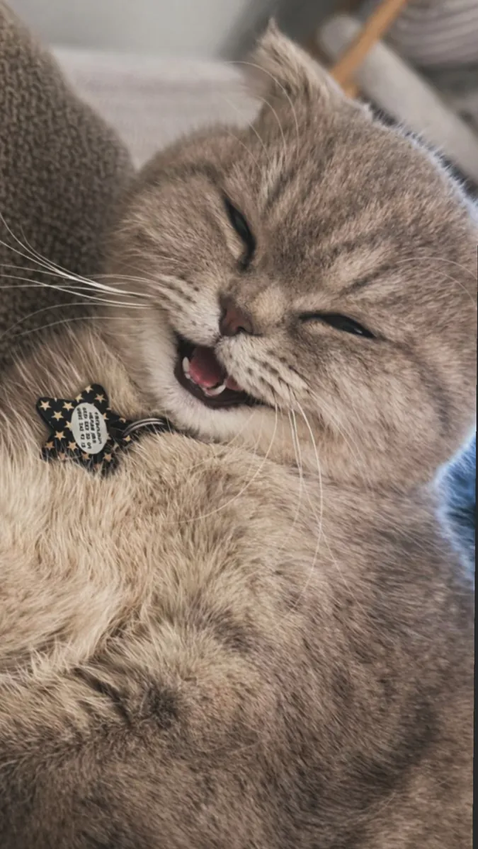 послушная кошка