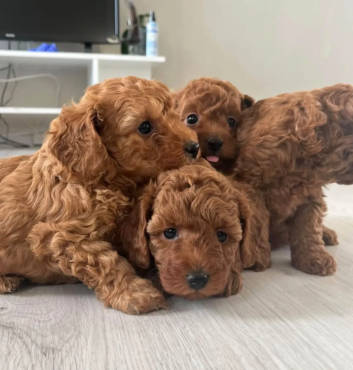 RED BROWN TOY POODLE YAVRULAR