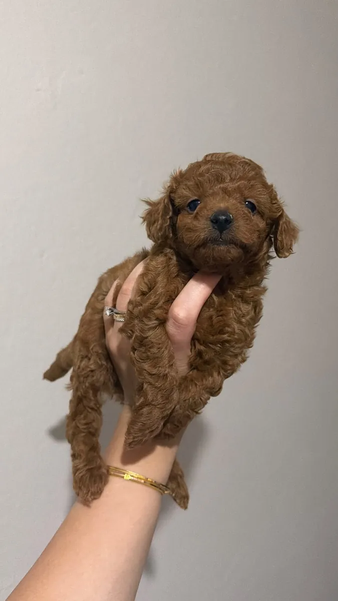 RED BROWN TOY POODLE YAVRULAR