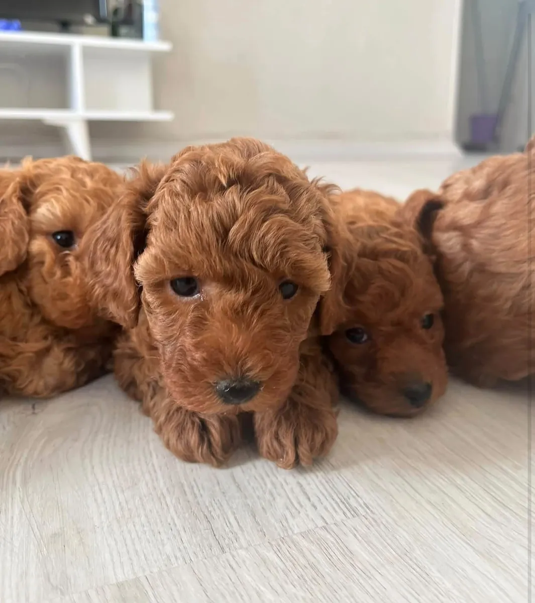 RED BROWN TOY POODLE YAVRULAR