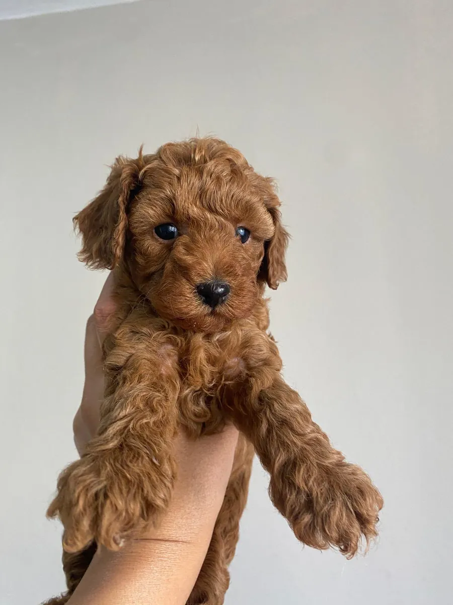 RED BROWN TOY POODLE YAVRULAR