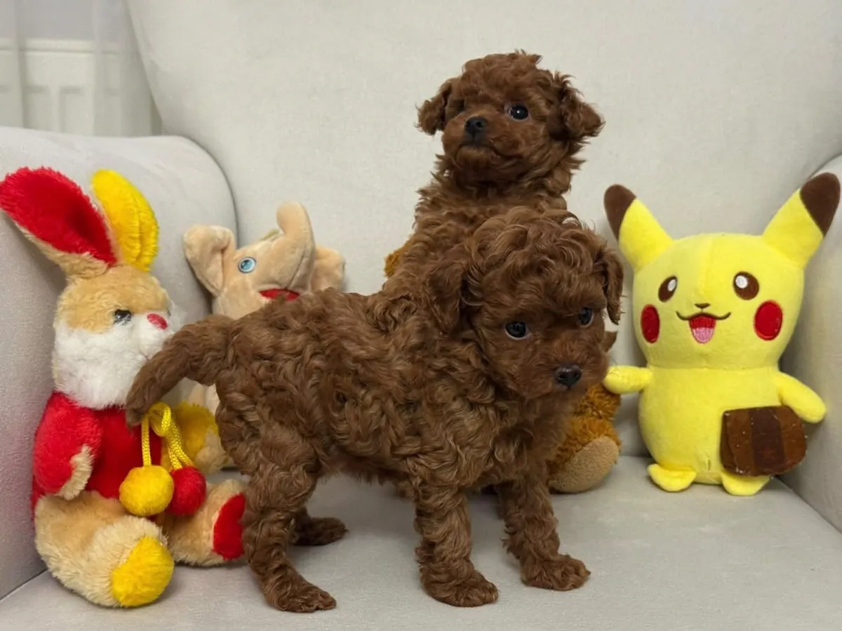 sevimli orjinal poodle