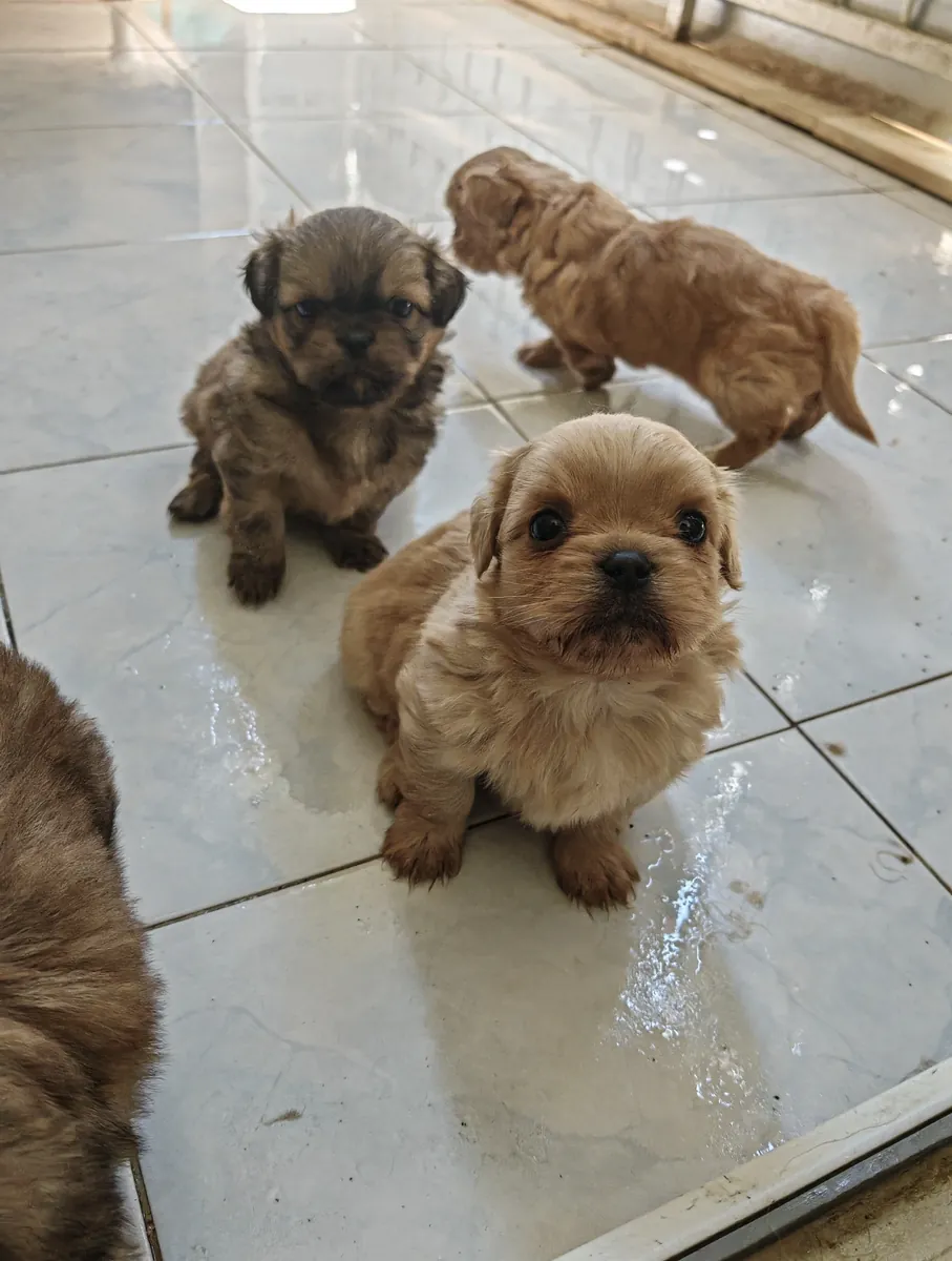 Nos chiots pékinois