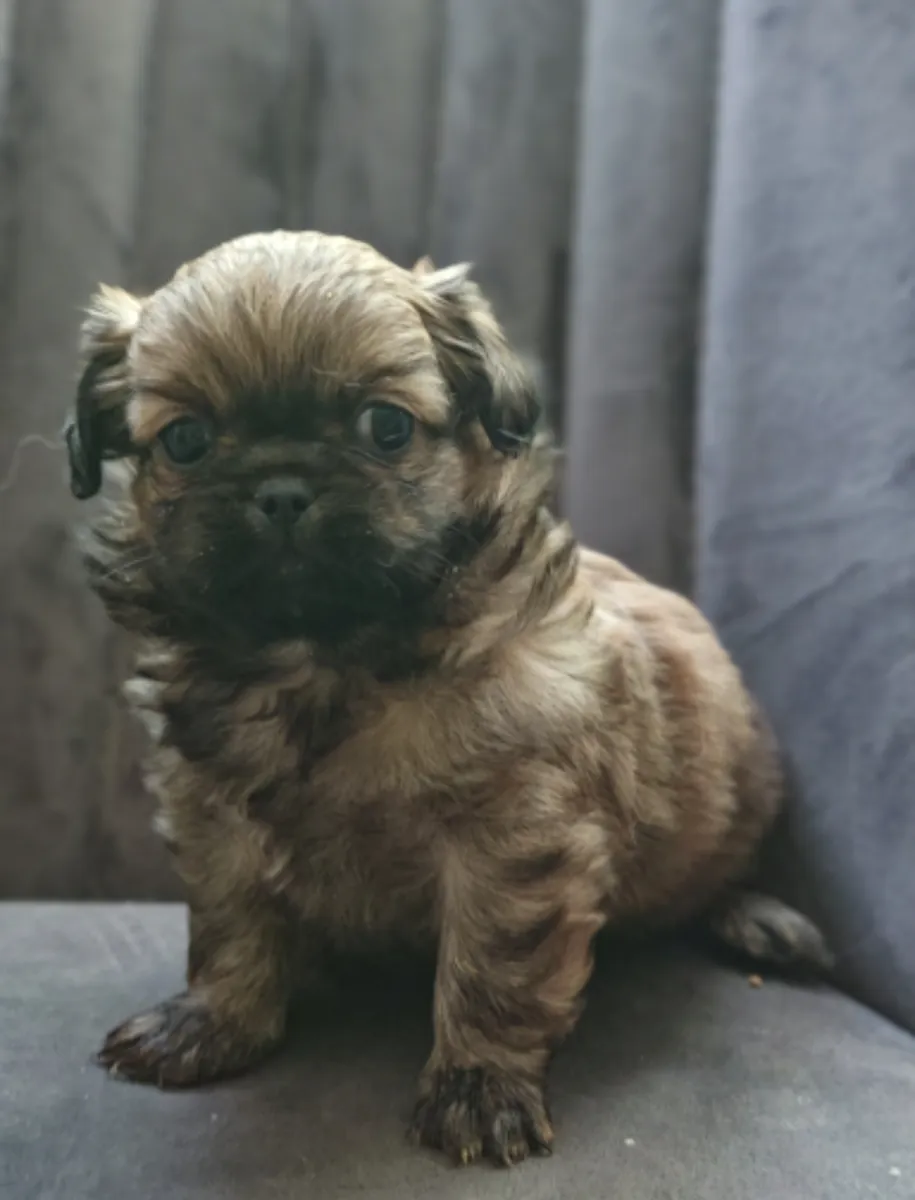 Nos chiots pékinois