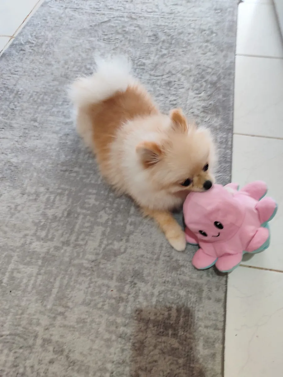 Poméranien femelle à vendre, 8 mois.