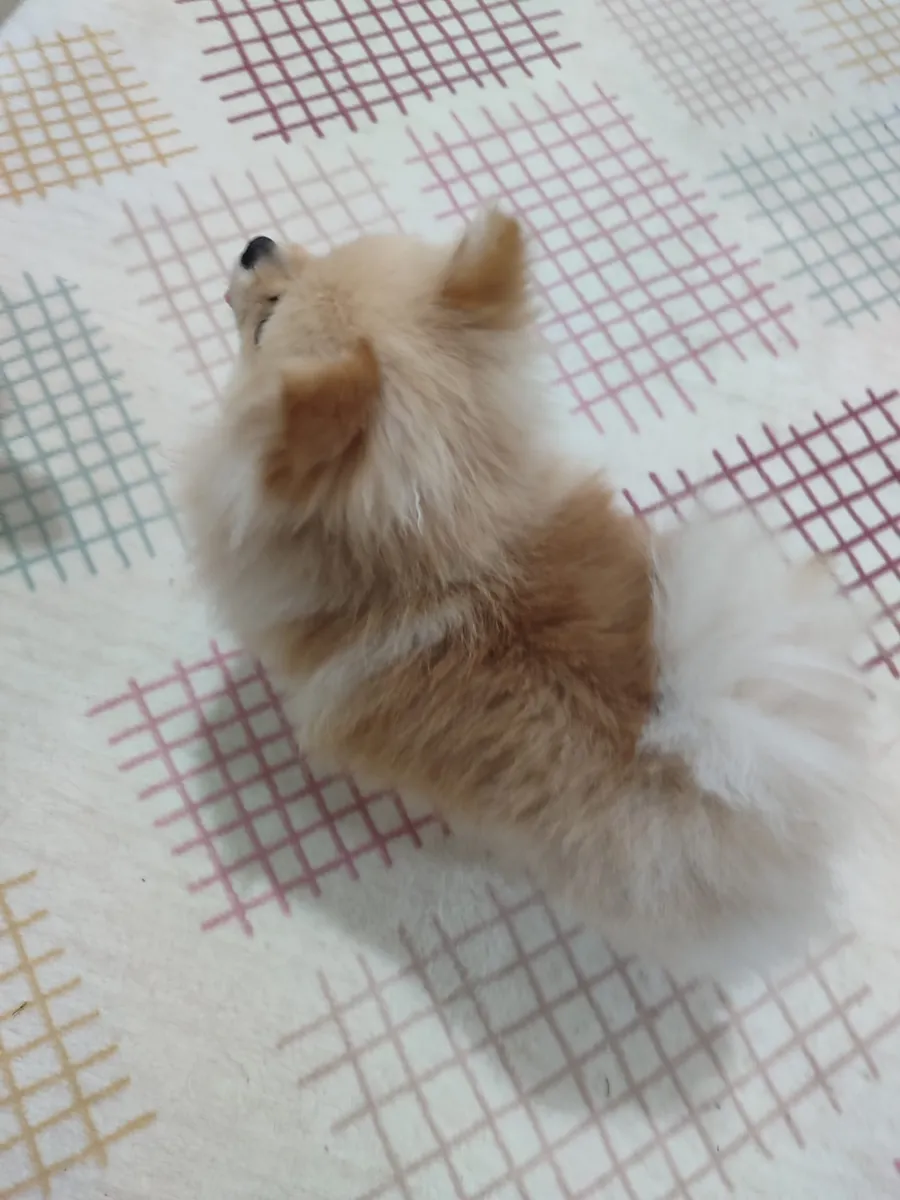 Poméranien femelle à vendre, 8 mois.