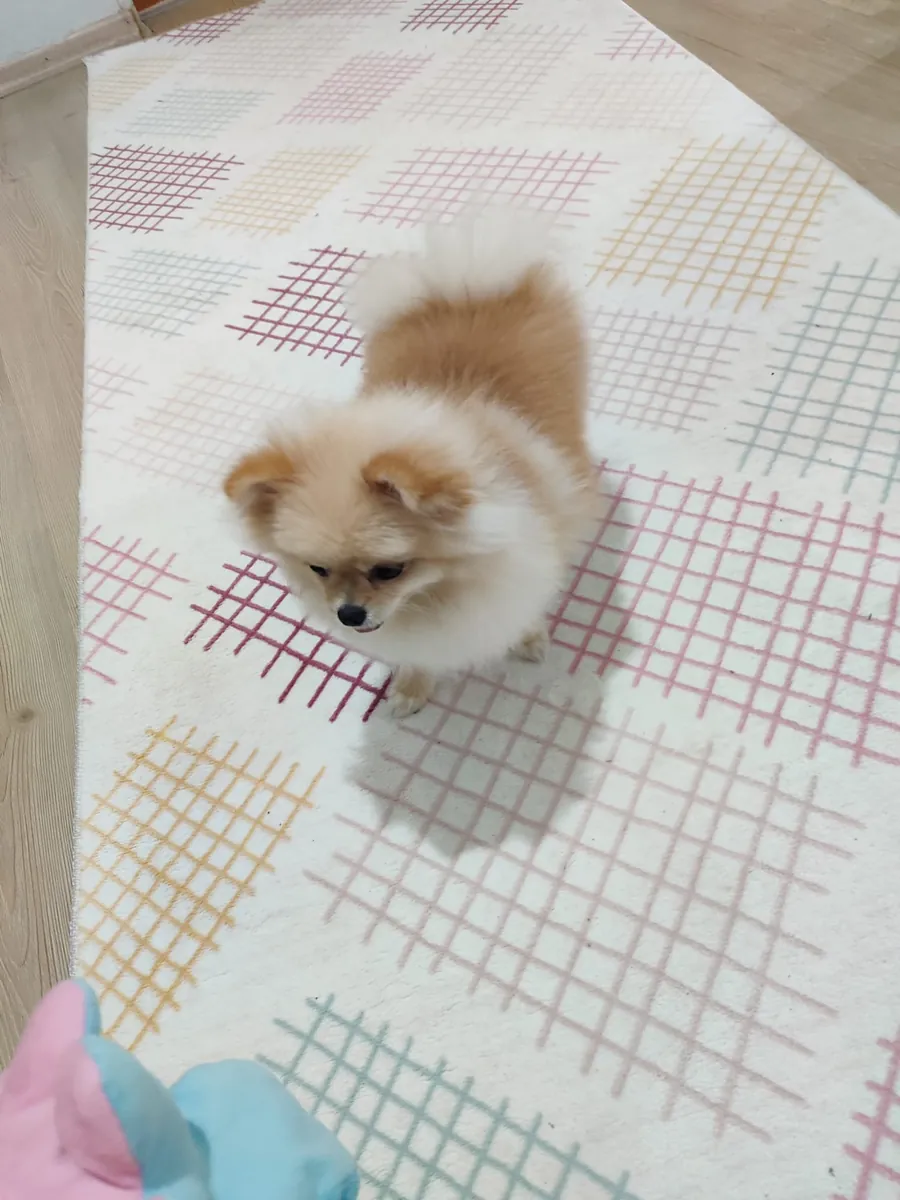 Poméranien femelle à vendre, 8 mois.