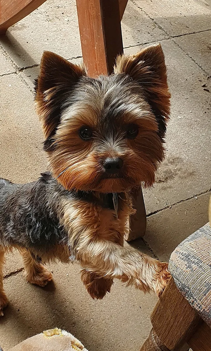 Кобель ищет суку