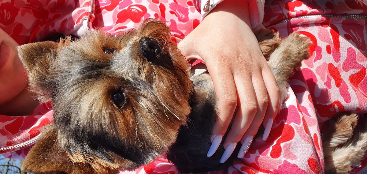 Кобель ищет суку