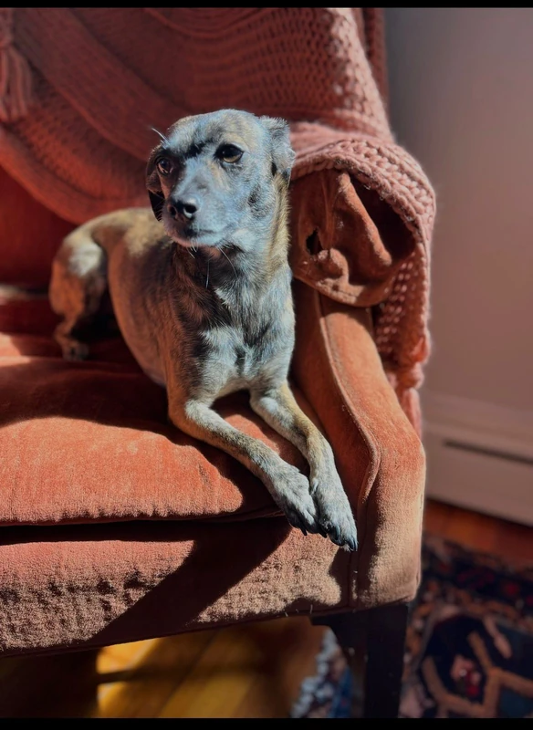 Isabel