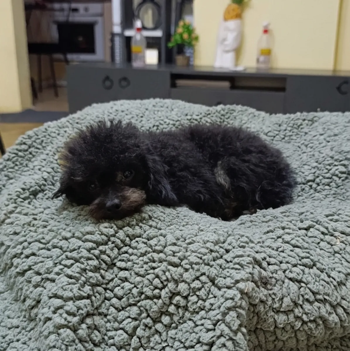 用一只雄性玩具贵宾犬换取食物。