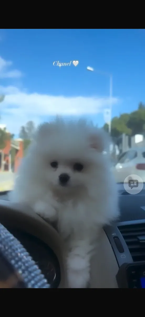 4 aylık pomerian 