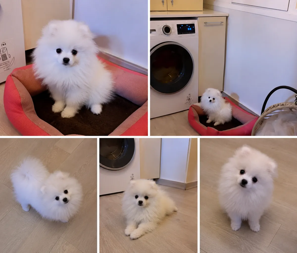 4 aylık pomerian 