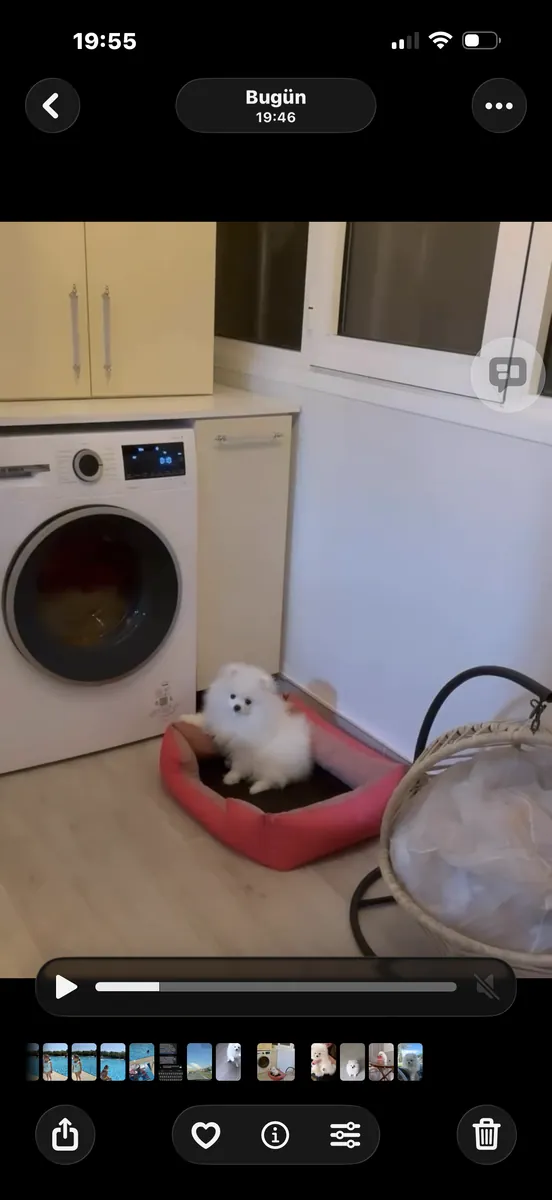 4 aylık pomerian 