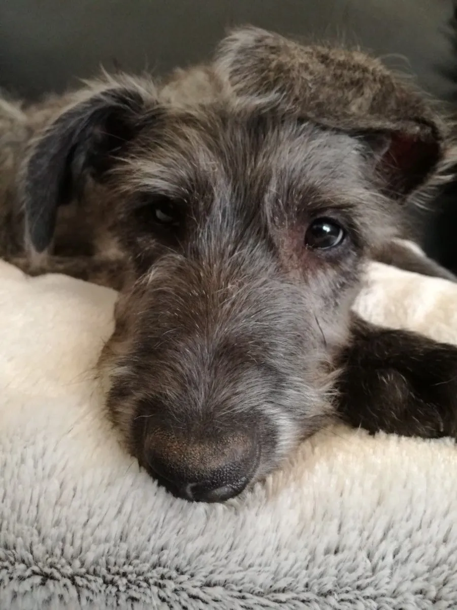 Scottish Deerhound for Sale | Calm Indoors, Noble Character
