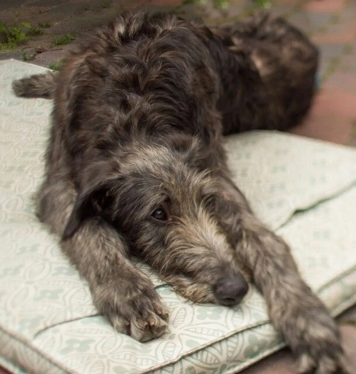 Scottish Deerhound for Sale | Calm Indoors, Noble Character