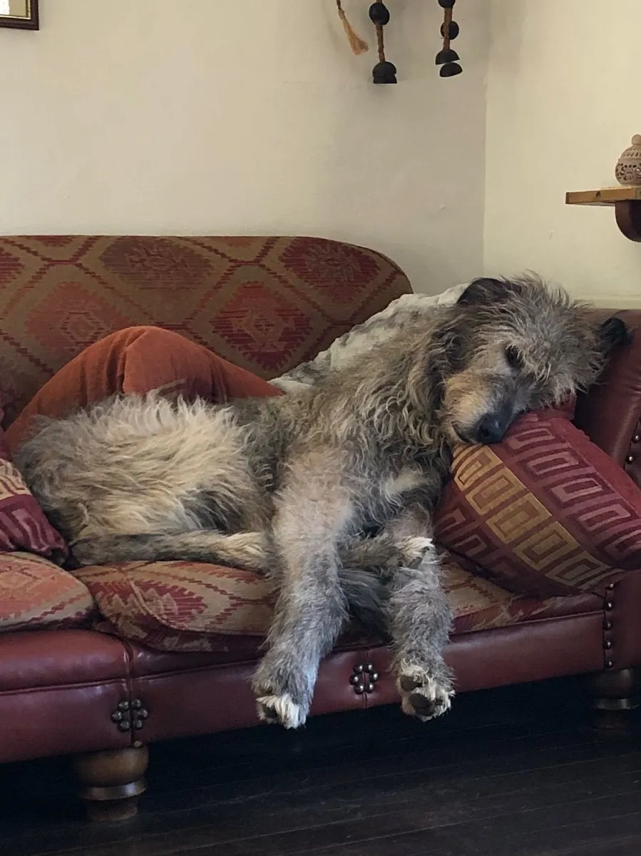 Scottish Deerhound for Sale | Calm Indoors, Noble Character