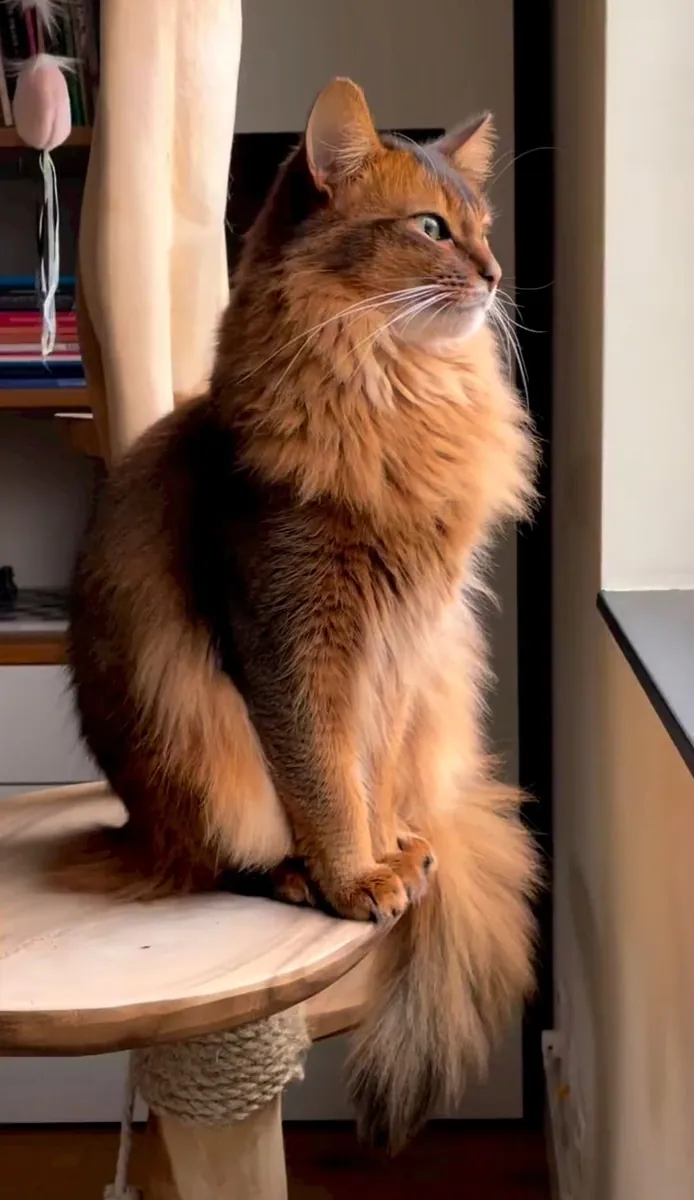 Somali Cat for Sale | Intelligent, Curious | Very Interactive