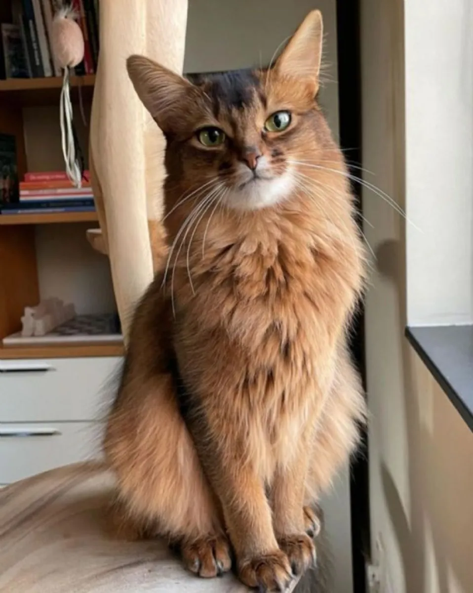 Somali Cat for Sale | Intelligent, Curious | Very Interactive