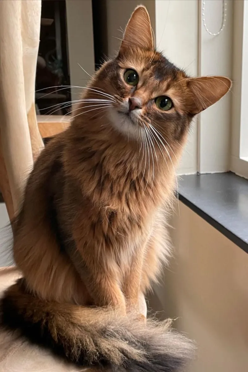 Somali Cat for Sale | Intelligent, Curious | Very Interactive