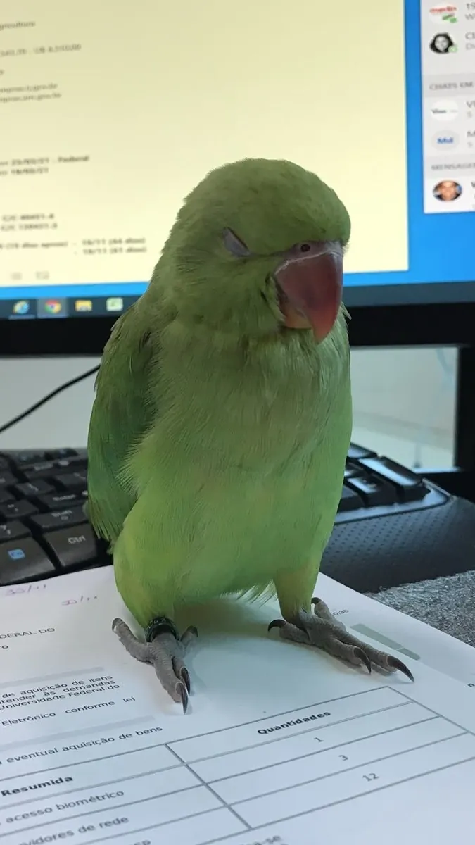 Lost Fig Parrot | Small, Quiet | Please Contact If Seen