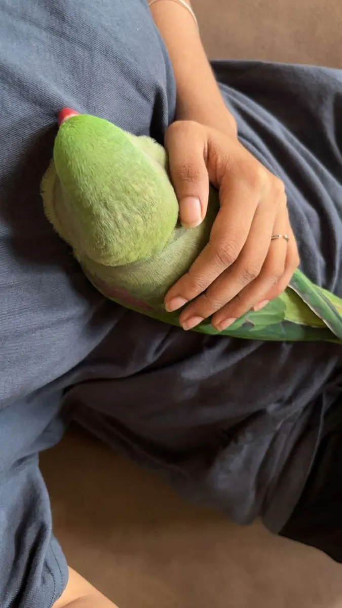 Lost Fig Parrot | Small, Quiet | Please Contact If Seen