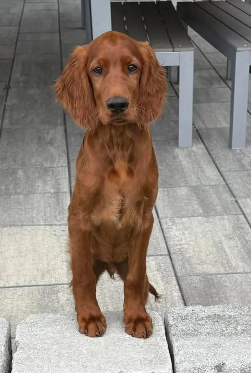 Satılık Irish Setter | Sosyal, enerjik | Gerçek aile köpeği