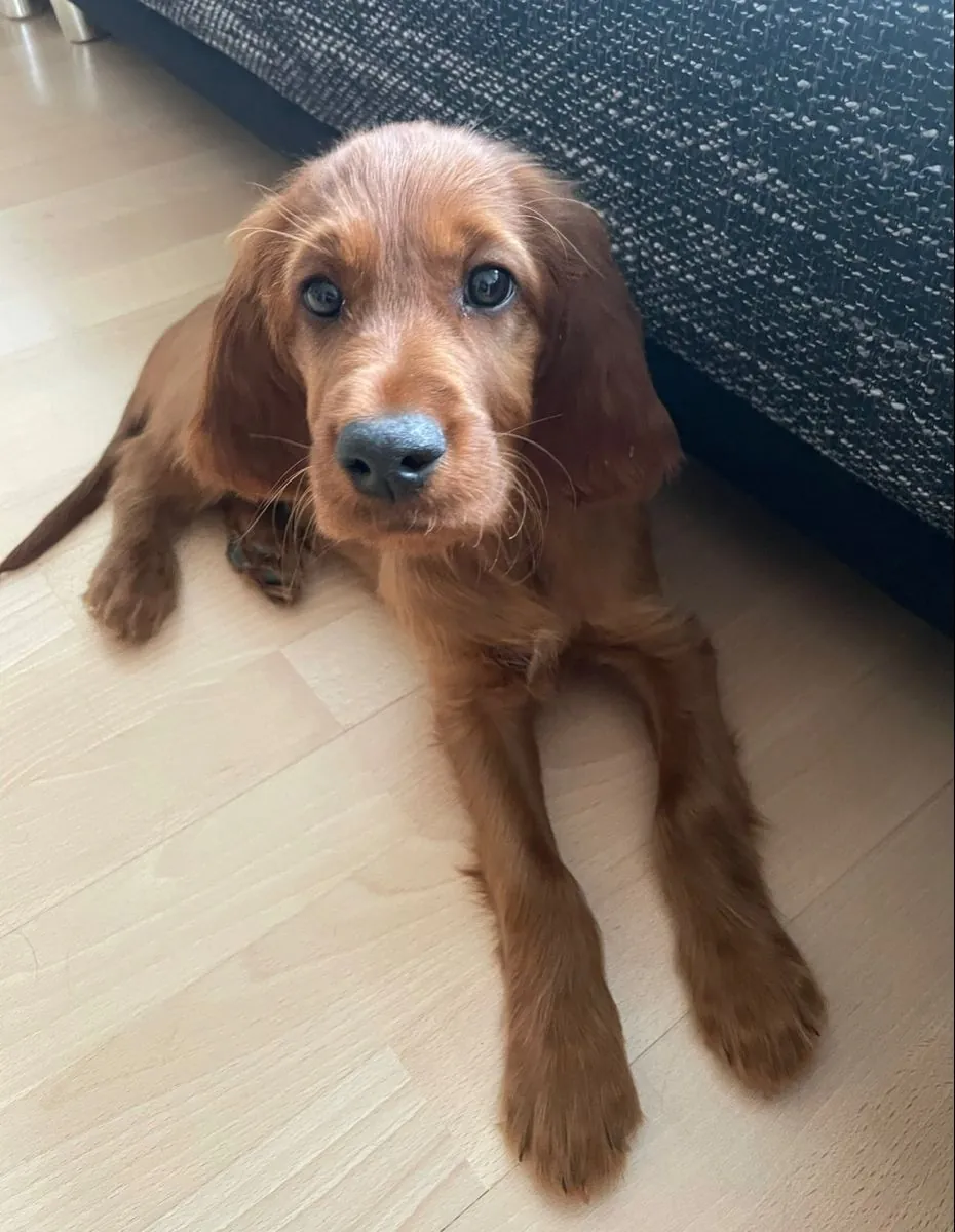 Satılık Irish Setter | Sosyal, enerjik | Gerçek aile köpeği