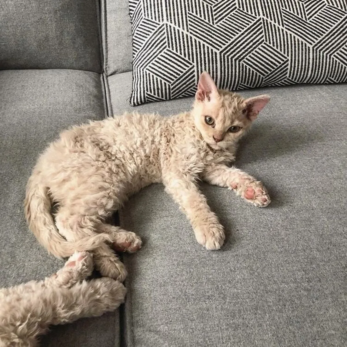 Devon Rex sahiplendirme | Çok oyuncu, insan odaklı