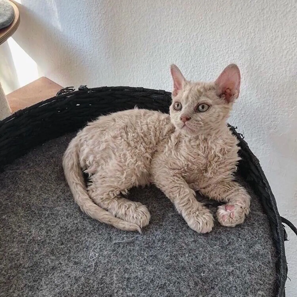 Devon Rex sahiplendirme | Çok oyuncu, insan odaklı